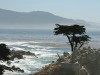 lone-cypress